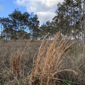 Andropogon virginicus at Bango, NSW - 9 Sep 2024 04:46 PM