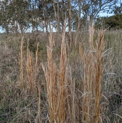 Andropogon virginicus at Bango, NSW - 9 Sep 2024 04:46 PM