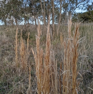 Andropogon virginicus at Bango, NSW - 9 Sep 2024 04:46 PM