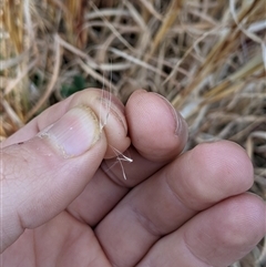 Andropogon virginicus at Bango, NSW - 9 Sep 2024 04:46 PM