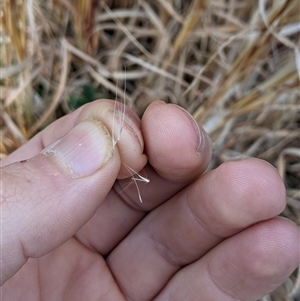 Andropogon virginicus at Bango, NSW - 9 Sep 2024 04:46 PM