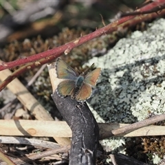 Paralucia crosbyi (Violet Copper Butterfly) at Booth, ACT - 5 Sep 2024 by RAllen