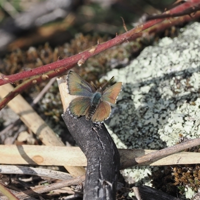 Paralucia crosbyi (Violet Copper Butterfly) by RAllen