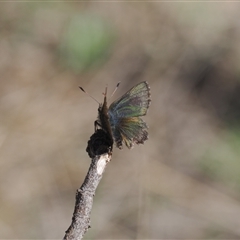 Paralucia crosbyi (Violet Copper Butterfly) at Booth, ACT - 5 Sep 2024 by RAllen