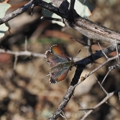 Paralucia crosbyi (Violet Copper Butterfly) at Booth, ACT - 5 Sep 2024 by RAllen