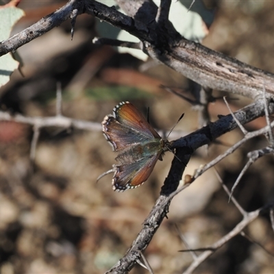 Paralucia crosbyi (Violet Copper Butterfly) by RAllen