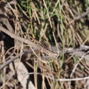 Diplacodes bipunctata at Yarrangobilly, NSW - 6 Sep 2024 09:46 AM