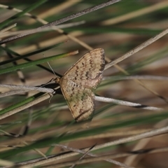 Scopula rubraria (Reddish Wave, Plantain Moth) at Yarrangobilly, NSW - 6 Sep 2024 by RAllen