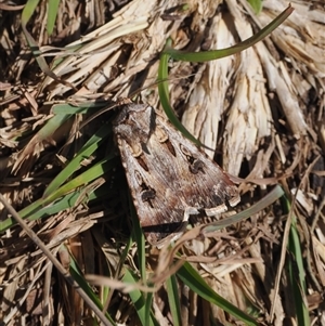 Agrotis munda at Yarrangobilly, NSW - 6 Sep 2024 11:34 AM