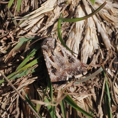 Agrotis munda (Brown Cutworm) at Yarrangobilly, NSW - 6 Sep 2024 by RAllen