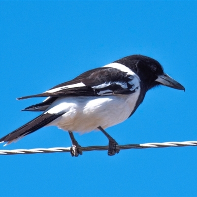 Cracticus nigrogularis (Pied Butcherbird) at Three Moon, QLD - 19 Jul 2024 by Petesteamer