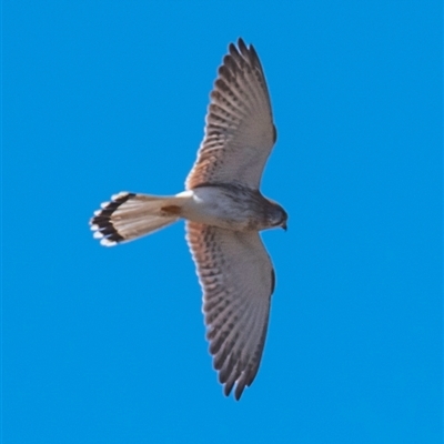 Falco cenchroides (Nankeen Kestrel) at Three Moon, QLD - 19 Jul 2024 by Petesteamer