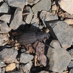 Amycterus (genus) (Ground weevil) at Pinbeyan, NSW - 6 Sep 2024 by RAllen