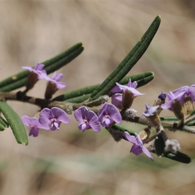 Hovea asperifolia subsp. asperifolia (Rosemary Hovea) at Pinbeyan, NSW - 6 Sep 2024 by RAllen