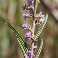 Hovea asperifolia subsp. asperifolia at Pinbeyan, NSW - 6 Sep 2024 01:06 PM