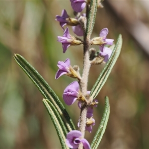 Hovea asperifolia subsp. asperifolia at Pinbeyan, NSW - 6 Sep 2024 01:06 PM