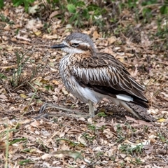 Burhinus grallarius (Bush Stone-curlew) at North Ward, QLD - 8 Jul 2024 by Petesteamer