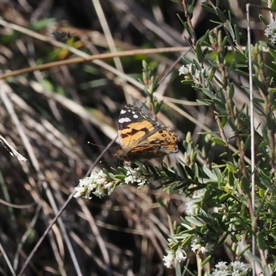 Vanessa kershawi (Australian Painted Lady) at Yarrangobilly, NSW - 6 Sep 2024 by RAllen