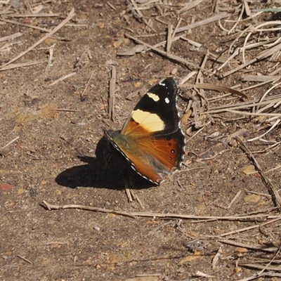 Vanessa itea (Yellow Admiral) at Pinbeyan, NSW - 6 Sep 2024 by RAllen