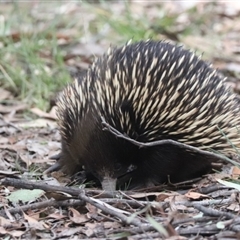 Tachyglossus aculeatus (Short-beaked Echidna) at Forde, ACT - 8 Sep 2024 by HappyWanderer