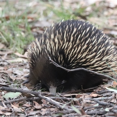 Tachyglossus aculeatus (Short-beaked Echidna) at Forde, ACT - 8 Sep 2024 by HappyWanderer