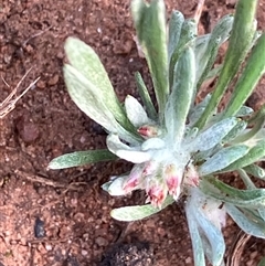 Gnaphalium indutum (Tiny Cudweed) at Fentons Creek, VIC - 9 Sep 2024 by KL