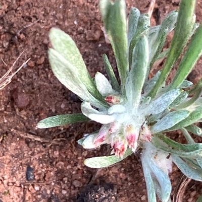 Gnaphalium indutum (Tiny Cudweed) at Fentons Creek, VIC - 9 Sep 2024 by KL