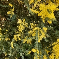 Acacia pravissima (Wedge-leaved Wattle, Ovens Wattle) at Goulburn, NSW - 5 Sep 2024 by NathanLandcare