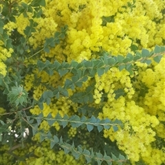 Acacia pravissima at Goulburn, NSW - suppressed