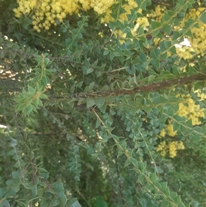 Acacia pravissima at Goulburn, NSW - suppressed