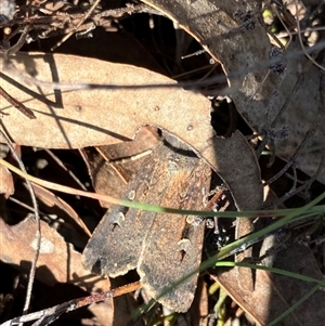 Agrotis infusa at Yarralumla, ACT - 9 Sep 2024