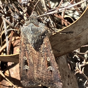 Agrotis infusa at Yarralumla, ACT - 9 Sep 2024