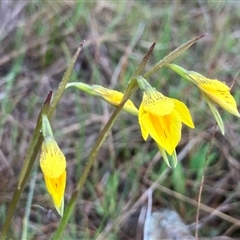 Diuris protena (Northern Golden Moth) at Fentons Creek, VIC - 8 Sep 2024 by KL