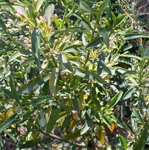 Philotheca myoporoides at Belconnen, ACT - 9 Sep 2024