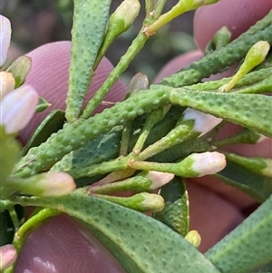 Philotheca myoporoides at Belconnen, ACT - 9 Sep 2024