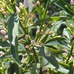 Philotheca myoporoides at Belconnen, ACT - 9 Sep 2024