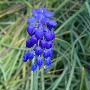 Muscari armeniacum at Belconnen, ACT - 9 Sep 2024