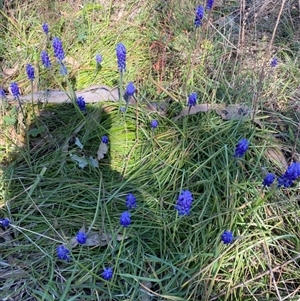 Muscari armeniacum at Belconnen, ACT - 9 Sep 2024