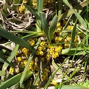 Lomandra bracteata at Belconnen, ACT - 9 Sep 2024