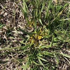 Lomandra bracteata at Belconnen, ACT - 9 Sep 2024