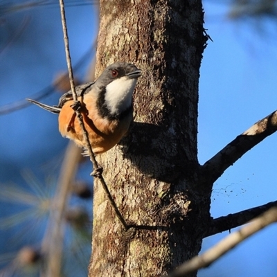 Pachycephala rufiventris (Rufous Whistler) at Thirlmere, NSW - 8 Sep 2024 by Freebird