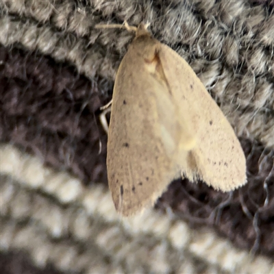 Chezala (genus) (A Concealer moth (Chezala Group)) at Braddon, ACT - 9 Sep 2024 by Hejor1