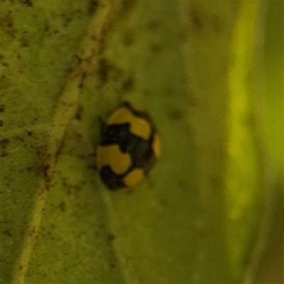 Illeis galbula (Fungus-eating Ladybird) at Braddon, ACT - 9 Sep 2024 by Hejor1