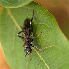 Exaireta spinigera (Garden Soldier Fly) at Braddon, ACT - 9 Sep 2024 by Hejor1