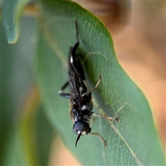 Exaireta spinigera at Braddon, ACT - 9 Sep 2024 04:43 PM