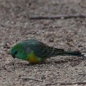 Psephotus haematonotus at Fyshwick, ACT - 4 Sep 2024