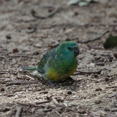 Psephotus haematonotus at Fyshwick, ACT - 4 Sep 2024