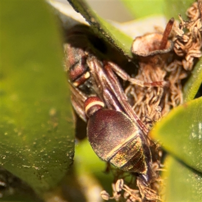 Ropalidia plebeiana (Small brown paper wasp) at Braddon, ACT - 9 Sep 2024 by Hejor1