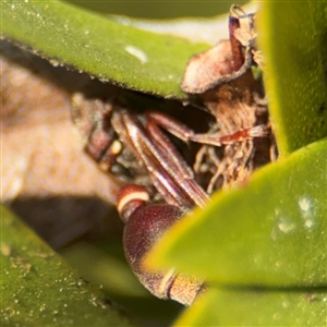 Ropalidia plebeiana at Braddon, ACT - 9 Sep 2024 04:29 PM