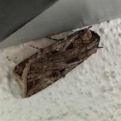 Agrotis munda (Brown Cutworm) at Braddon, ACT - 9 Sep 2024 by Hejor1